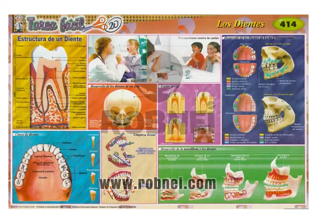 Dientes